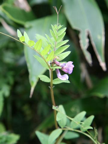 Vicia sepium