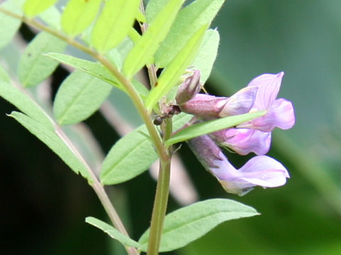 Vicia sepium