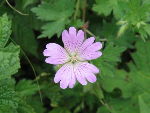 Geranium yesoense var. lobato-dentatum