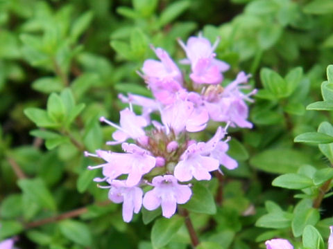 Thymus serpyllum ssp. quinquecostatus