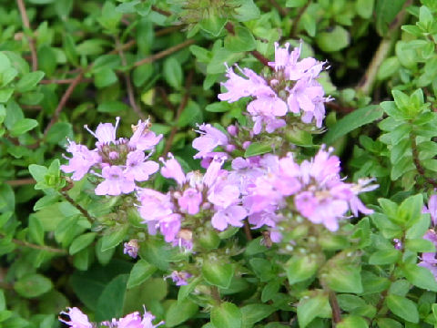 Thymus serpyllum ssp. quinquecostatus