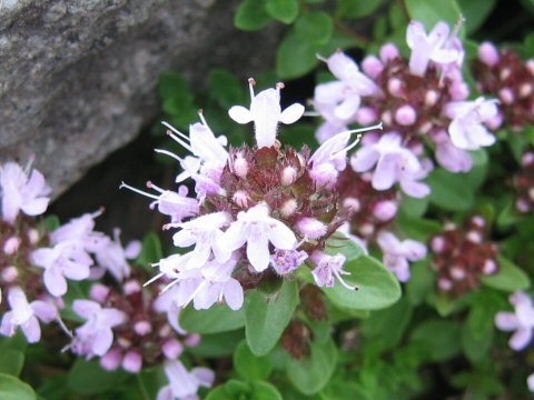 Thymus serpyllum ssp. quinquecostatus