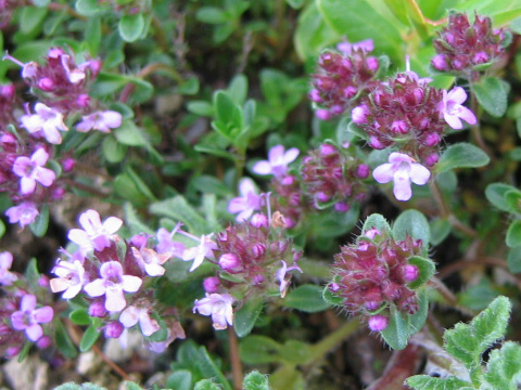 Thymus serpyllum ssp. quinquecostatus