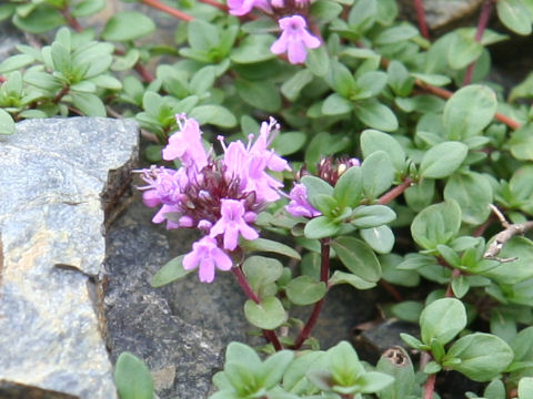 Thymus serpyllum ssp. quinquecostatus