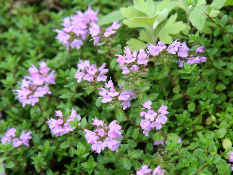 Thymus serpyllum ssp. quinquecostatus