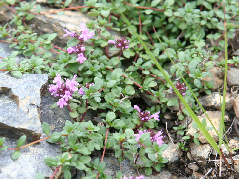 Thymus serpyllum ssp. quinquecostatus