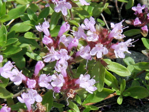 Thymus serpyllum ssp. quinquecostatus