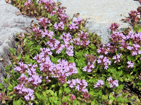 Thymus serpyllum ssp. quinquecostatus