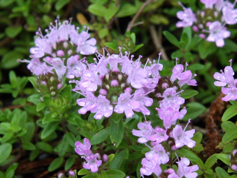 Thymus serpyllum ssp. quinquecostatus