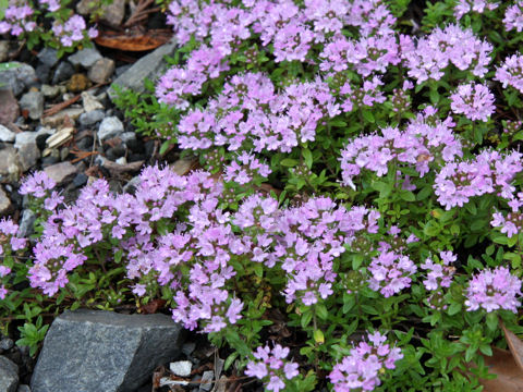 Thymus serpyllum ssp. quinquecostatus