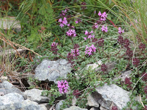 Thymus serpyllum ssp. quinquecostatus