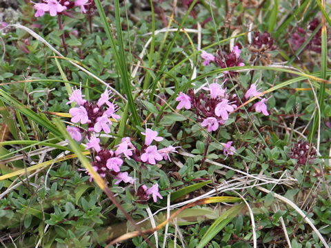 Thymus serpyllum ssp. quinquecostatus