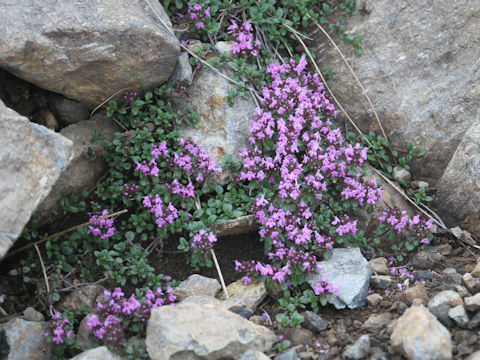 Thymus serpyllum ssp. quinquecostatus