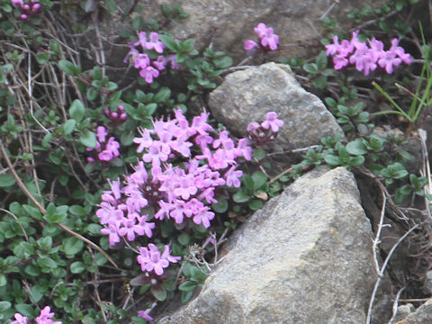 Thymus serpyllum ssp. quinquecostatus