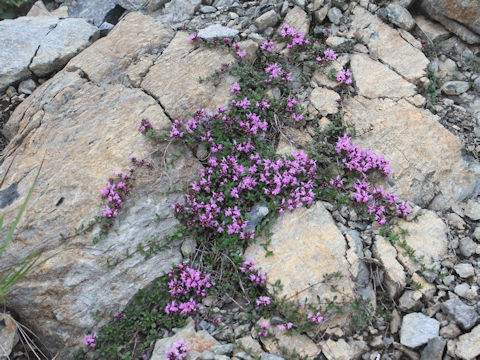 Thymus serpyllum ssp. quinquecostatus