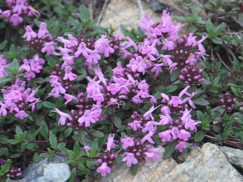 Thymus serpyllum ssp. quinquecostatus