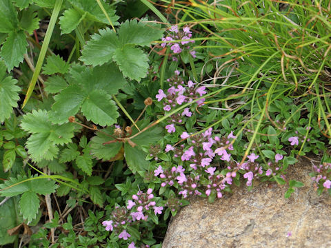 Thymus serpyllum ssp. quinquecostatus