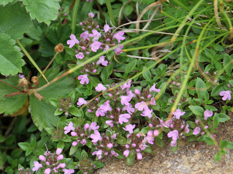 Thymus serpyllum ssp. quinquecostatus