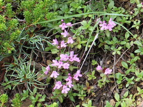 Thymus serpyllum ssp. quinquecostatus