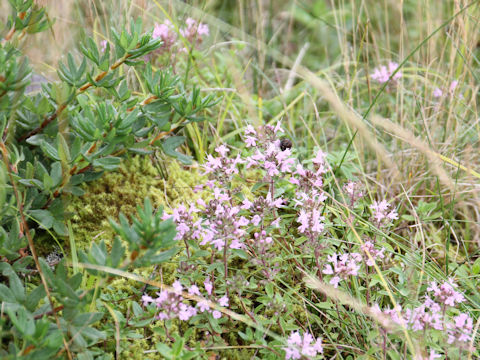 Thymus serpyllum ssp. quinquecostatus