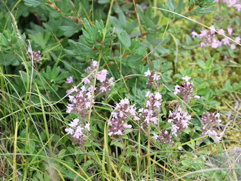 Thymus serpyllum ssp. quinquecostatus