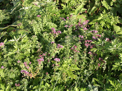Thymus serpyllum ssp. quinquecostatus