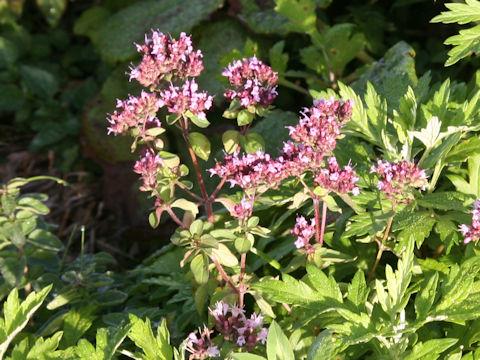 Thymus serpyllum ssp. quinquecostatus