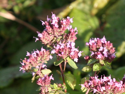 Thymus serpyllum ssp. quinquecostatus