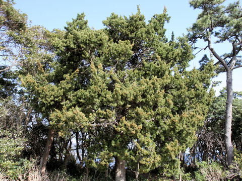 Juniperus chinensis