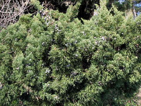 Juniperus chinensis