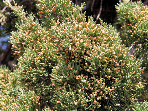 Juniperus chinensis