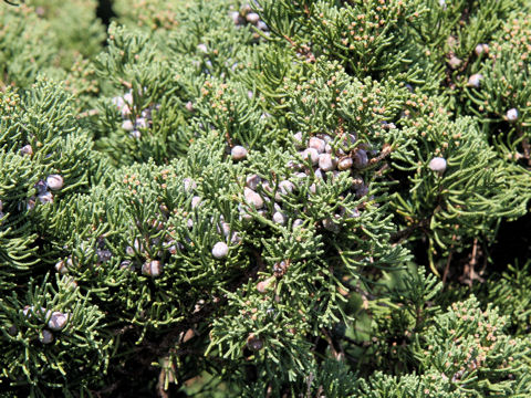 Juniperus chinensis