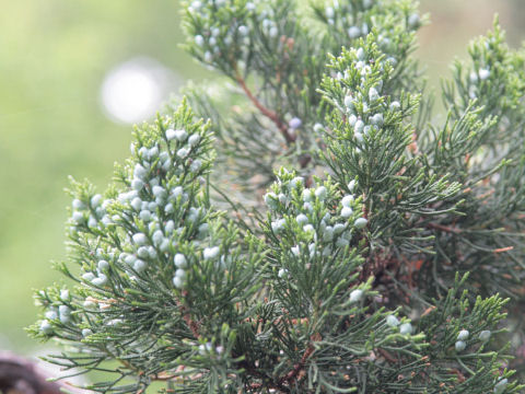 Juniperus chinensis