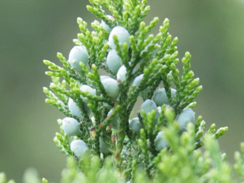 Juniperus chinensis