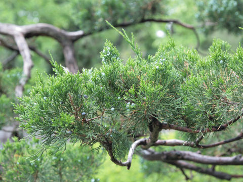 Juniperus chinensis