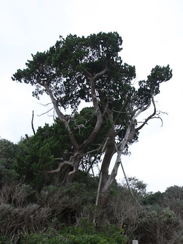 Juniperus chinensis