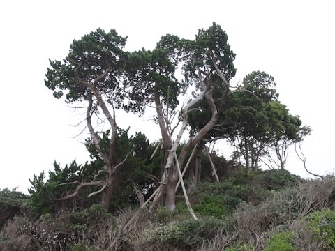 Juniperus chinensis