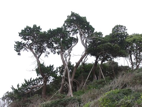 Juniperus chinensis