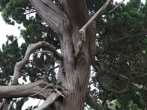 Juniperus chinensis