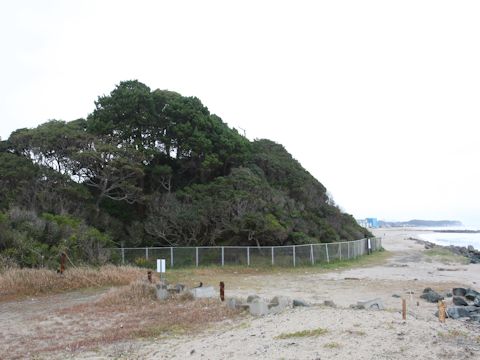 Juniperus chinensis