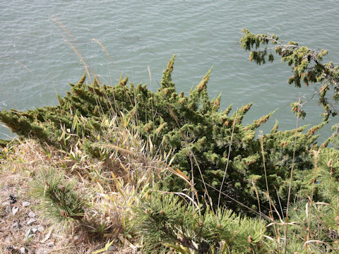 Juniperus chinensis