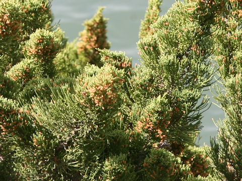 Juniperus chinensis