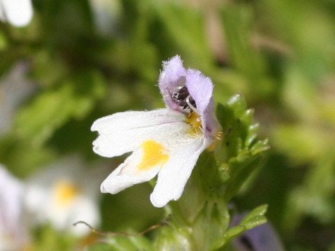 Euphrasia insigna ssp. iinumai var. iinumai