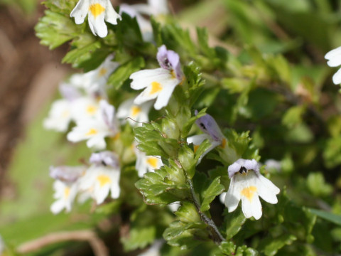 Euphrasia insigna ssp. iinumai var. iinumai