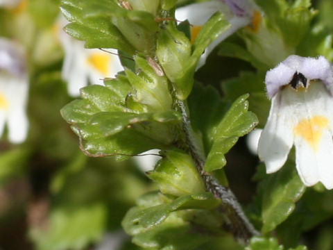 Euphrasia insigna ssp. iinumai var. iinumai