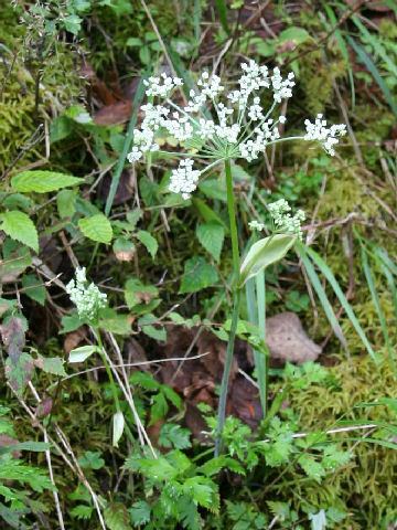 Tilingia holopetala