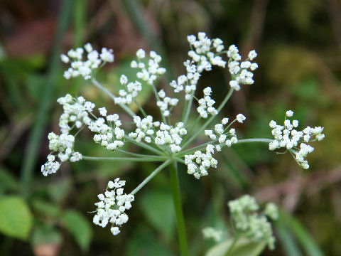 Tilingia holopetala