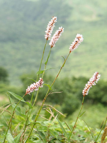 Bistorta major var. japonica