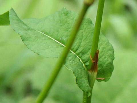 Bistorta major var. japonica