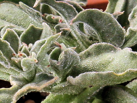 Mesembryanthemum crystallinum